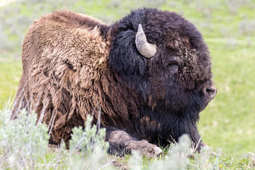 Wild bison in Yellowstone National Park (Wyoming)