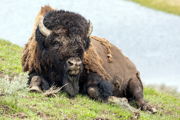 Wild bison in Yellowstone National Park (Wyoming) © Patrick