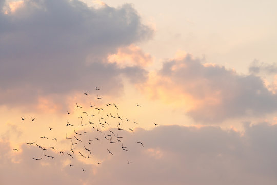 low angle view of birds flying in sky