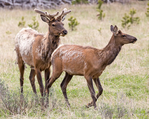Wild elk in Yellowstone National Park (Wyoming).