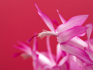 デンマークカクタス