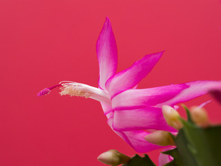 デンマークカクタス