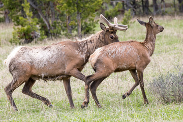 Wild elk in Yellowstone National Park (Wyoming).