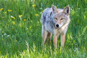 A wild coyote in Yellowstone National Park (Wyoming).