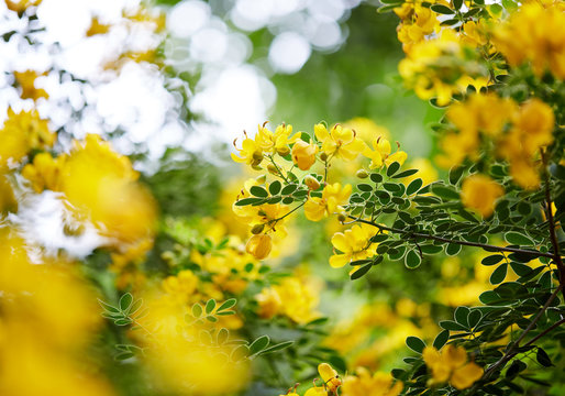 Lovely yellow flowers and plant leaves, closeup
