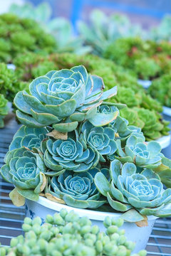 Sky blue Succulent plants rosette ornamental of close up