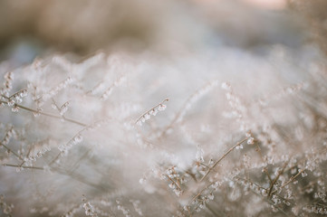 Soft, dreamy desert weeds in pastel hues