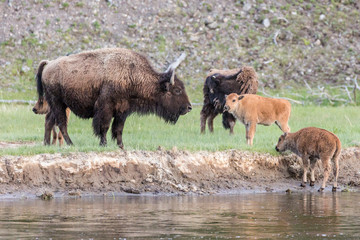 Wild bison in Yellowstone National Park (Wyoming).