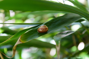 Snail
