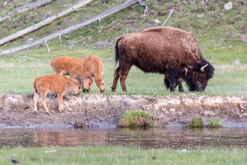 Wild bison in Yellowstone National Park (Wyoming).