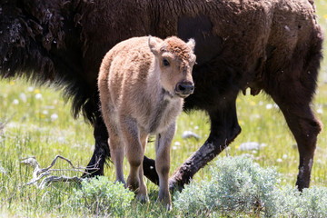 Wild bison in Yellowstone National Park (Wyoming).