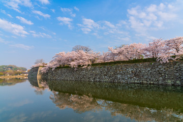 The moat and stone wall of the Himeji Castle Park during cherry blossom blooming season