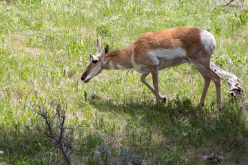 Wild pronghorn in Yellowstone National Park (Wyoming).