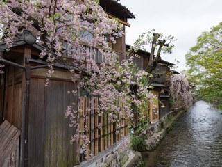Wooden houses by the river in cherry blossom season in the Gion District of Kyoto, Japan