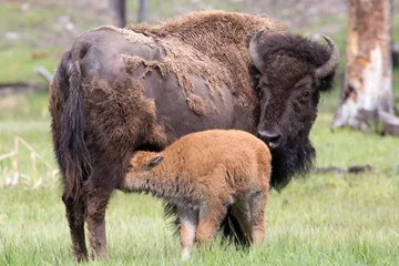 Rolgordijnen Wild bison in Yellowstone National Park (Wyoming). © Patrick