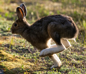 A wild snowshoe hare in Yellowstone National Park (Wyoming)