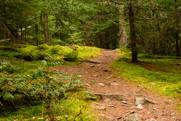 Forest Path