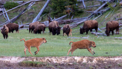 Wild bison in Yellowstone National Park (Wyoming). © Patrick