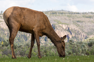 Wild elk in Yellowstone National Park (Wyoming).