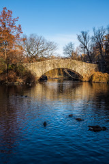 Fototapeta na wymiar Ducks on Central Park pond