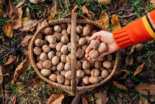 Woman placing walnuts in a basket