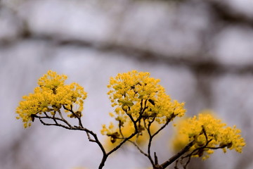 美しい山茱萸の花