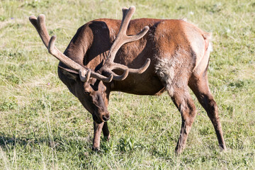 Wild elk in Yellowstone National Park (Wyoming). © Patrick