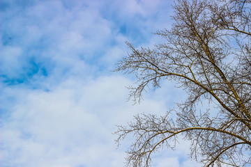 Tree branches without leaves on blue sky background