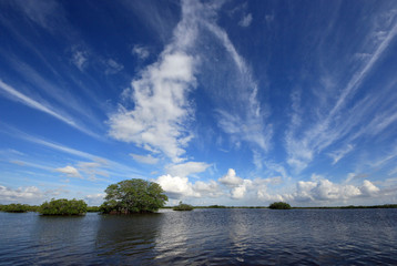 Mangrove trees under a dramatic cloudscape in the shallows of Barnes Sound, Florida.