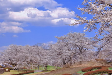 青空と満開のソメイヨシノ