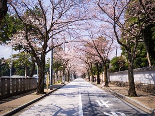 桜のトンネル