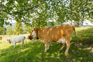Krowa byk na wypasie, zielone pola