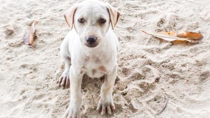 Lone puppy on a beach