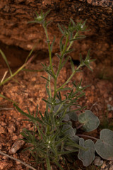 desert ground flora