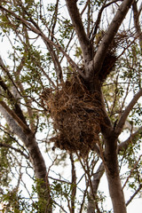 Bird nest in tree rest