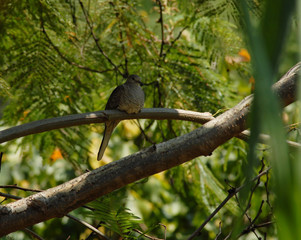 tortolita en arbol de huaje
