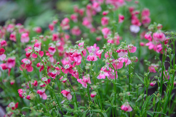 Fototapeta premium Nemesia flower blooms. 