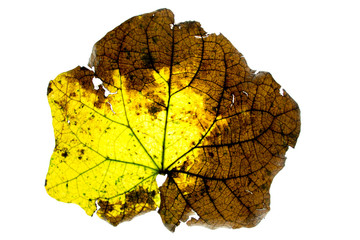 Yellow and brown of dry leaf on white background