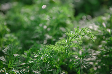 Carrot leaves in a garden. Young green carrot leaves texture. 