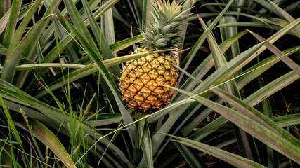 Fototapeta premium That is how pineapples grow in Mexico. This is how they are formed and this is what they look like before collection.