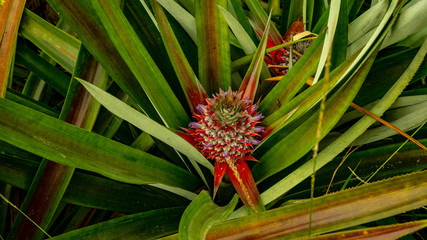 Obraz premium That is how pineapples grow in Mexico. This is how they are formed and this is what they look like before collection.