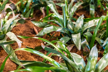 Obraz premium vegetable garden