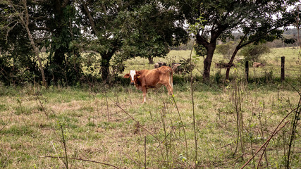  While we were driving, we saw the ranch. Pleasant cows and bulls were glad to meet you. Some even posed for the camera.