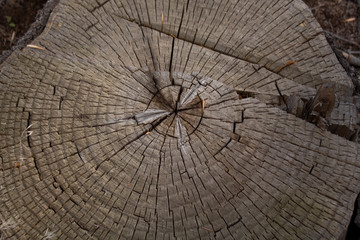 Fototapeta premium cross section of tree stump