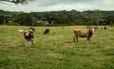  While we were driving, we saw the ranch. Pleasant cows and bulls were glad to meet you. Some even posed for the camera.