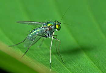 Macro Photo of Beautiful Fly on Green Leaf Isolated on Background