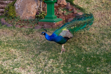 Peacock portrait close-up. Aberdare, Kenya (Rev.2)