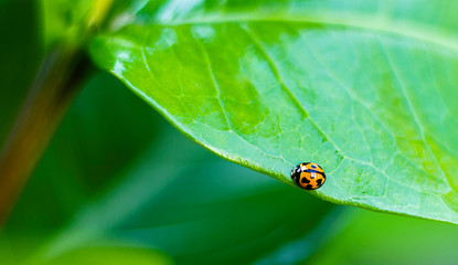 ladybug on leaf
