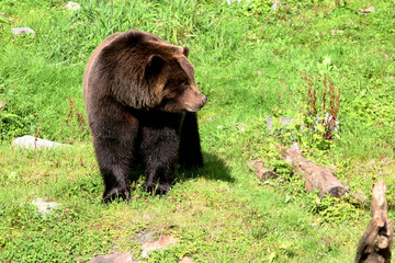 Obraz na płótnie Canvas A Brown Bear surveys his surroundings in Alaska.