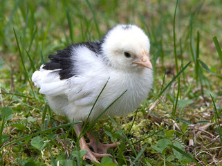 A black and white chick exploring grass